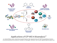 The many different applications of ICP-MS in bioanalysis.