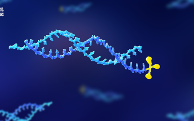 Preclinical Strategies for Safety Evaluation of Oligonucleotide Drugs