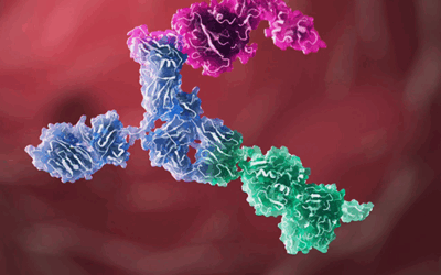 Five Keys to Success in Bispecific Antibody Development