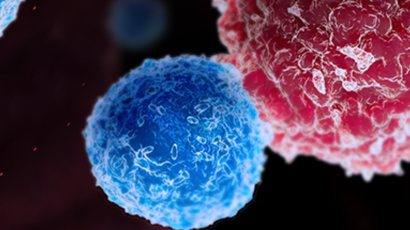 A textured bright blue spherical cell alongside a larger red cell on a dark background.